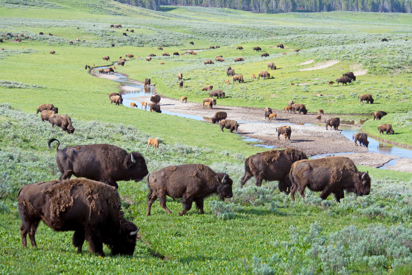 wild buffalos grazing a field